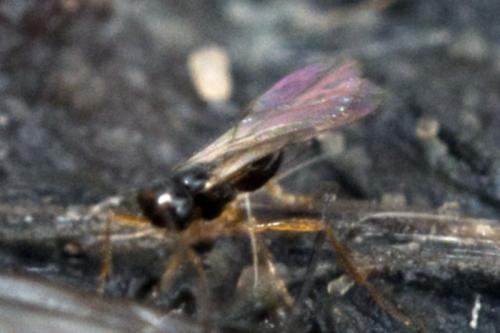 Aphaereta sp.