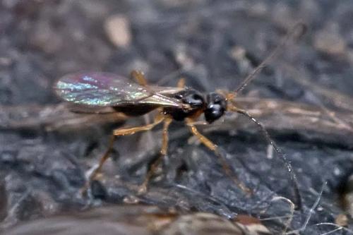 Réf. 173 642 : Aphaereta sp.