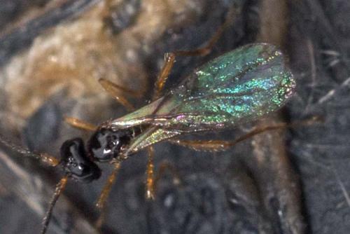 Réf. 173 562 : Alysiinae inconnu