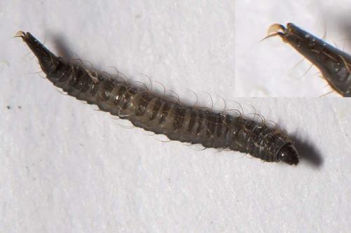 Clogmia sp.