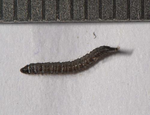 Clogmia sp.