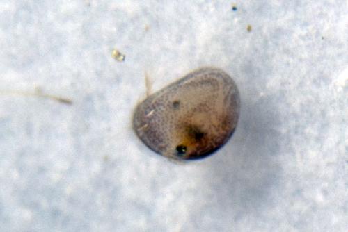 Cypria ophtalmica