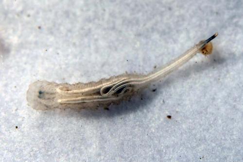 Réf. 173 243 : Helophilus sp.