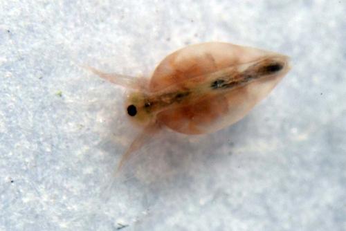 Daphnia sp.