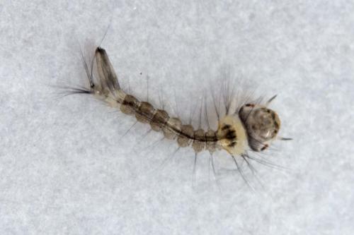 Réf. 173 261 : Culiseta annulata