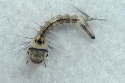 Réf. 173 262 : Culiseta annulata