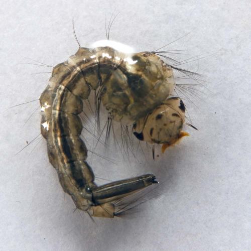 Réf. 173 239 : Culiseta annulata