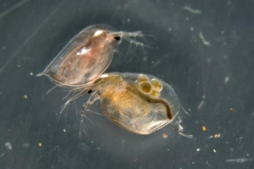 Daphnia sp.
