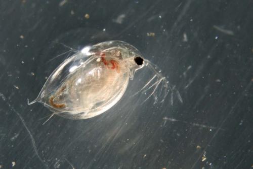Daphnia sp.
