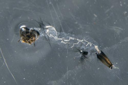 Réf. 173 281 : Culiseta annulata