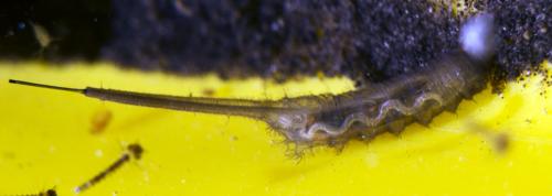 Helophilus sp.