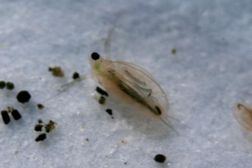 Daphnia sp.