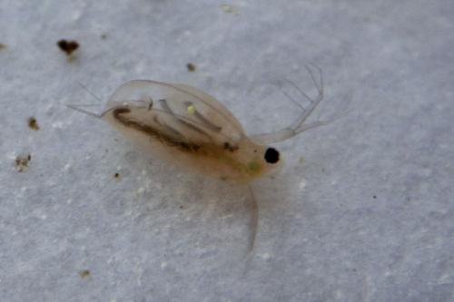 Daphnia sp.