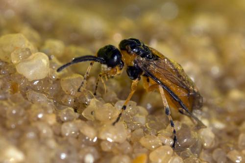 Réf. 173 777 : Athalia cordata