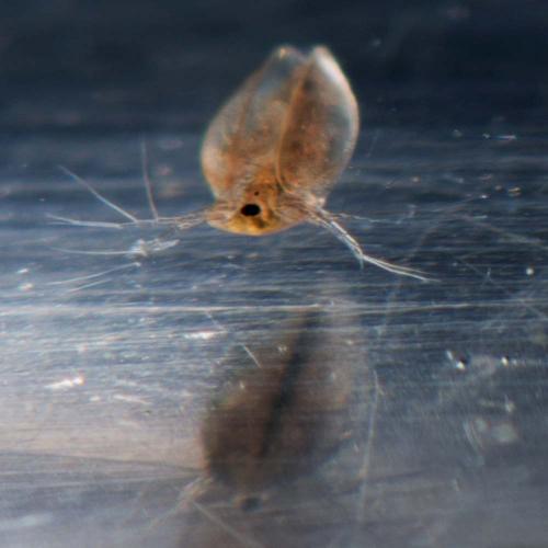 Daphnia sp.