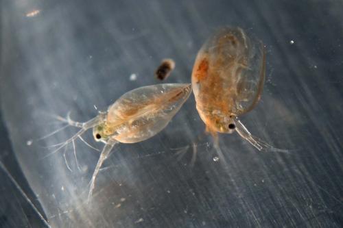 Daphnia sp.
