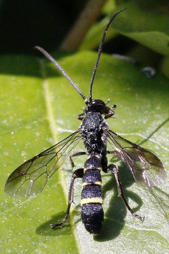 Metopius sp.