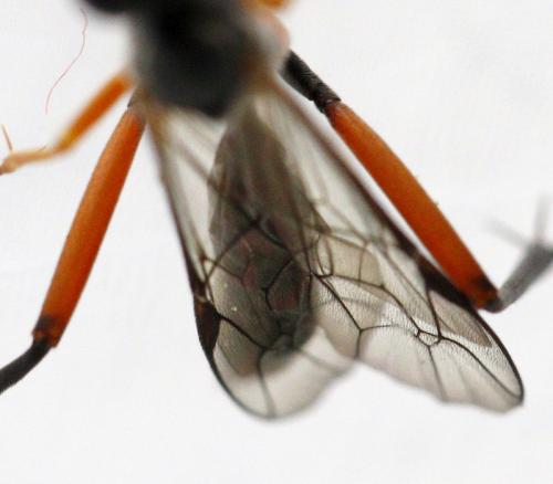 Exetastes calobatus