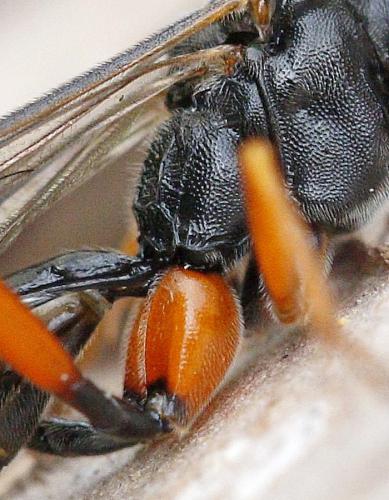 Exetastes calobatus