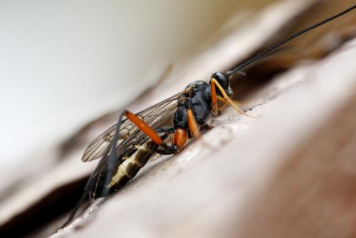 Exetastes calobatus