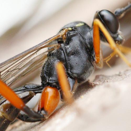 Réf. 173 666 : Exetastes calobatus