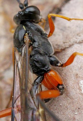 Exetastes calobatus
