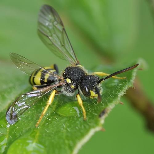 Nomada sp.