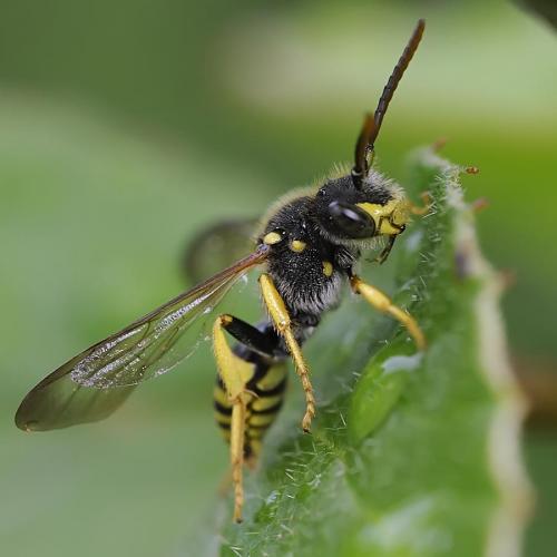Nomada sp.