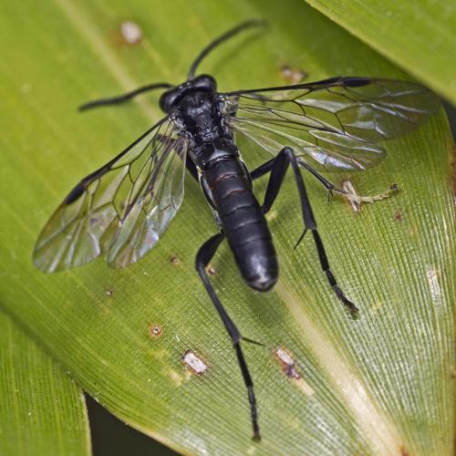 Réf. 173 798 : Macrophya blanda