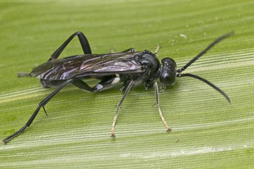 Réf. 173 797 : Macrophya blanda