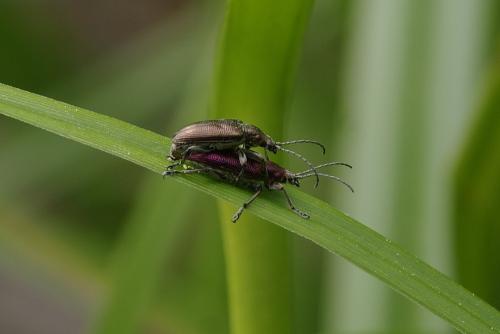 Réf. 173 802 : Plateumaris sp.
