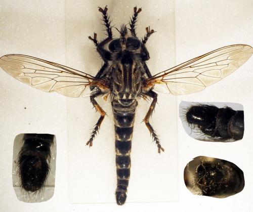 Machimus setibarbus