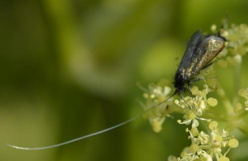 Adela reaumurella