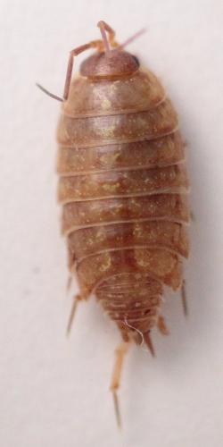 Philoscia affinis