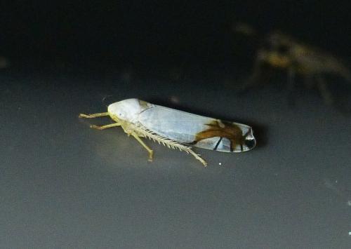 Aguriahana stellulata