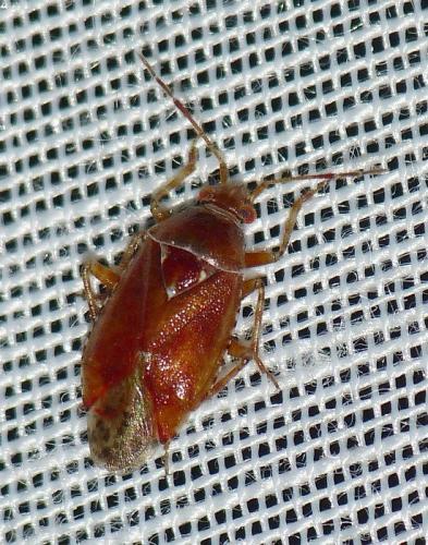 Réf. 173 401 : Alloeotomus sp.