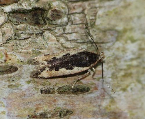Réf. 173 049 : Cosmardia moritzella