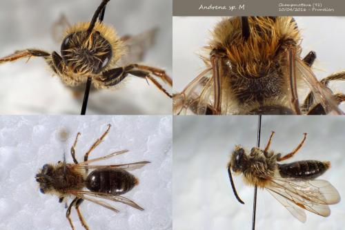Andrena haemorrhoa