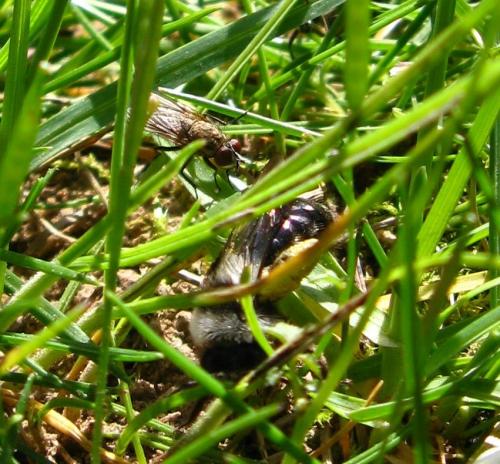 Andrena sp.