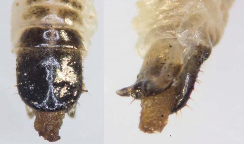 Cladardis elongatula