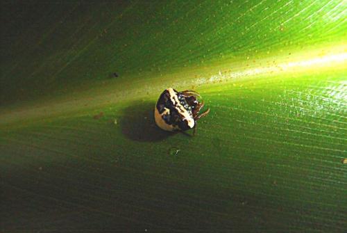 Cyrtarachne sp.