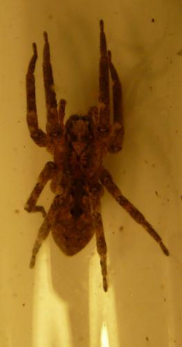 Zoropsis spinimana