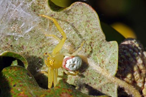 Diaea livens