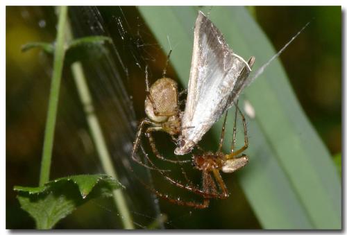 Metellina sp.