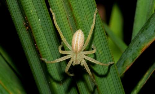 Réf. 173 518 : Micrommata virescens