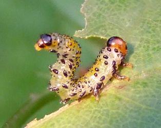 Arge ochropus