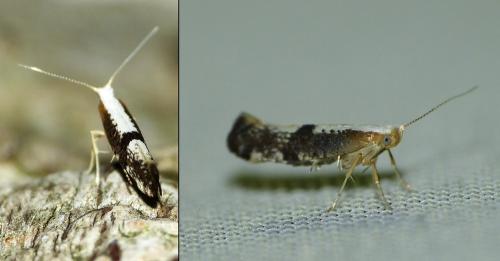 Argyresthia spinosella