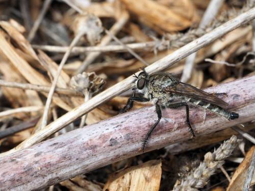 Machimus setibarbus
