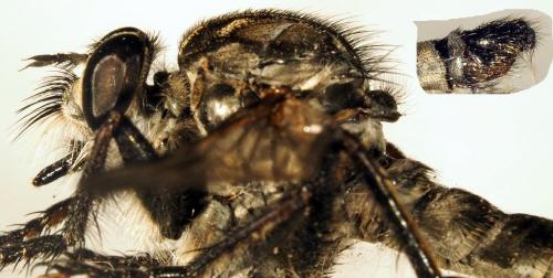 Machimus setibarbus