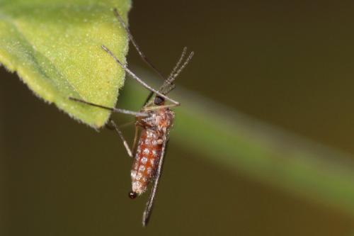 Asphondylia rosmarini